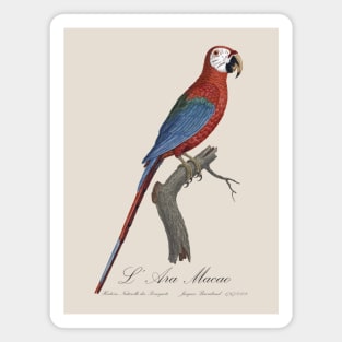 Red and Green Macaw Parrot - L' Ara Macao - Jacques Barraband 19th century Illustration Magnet